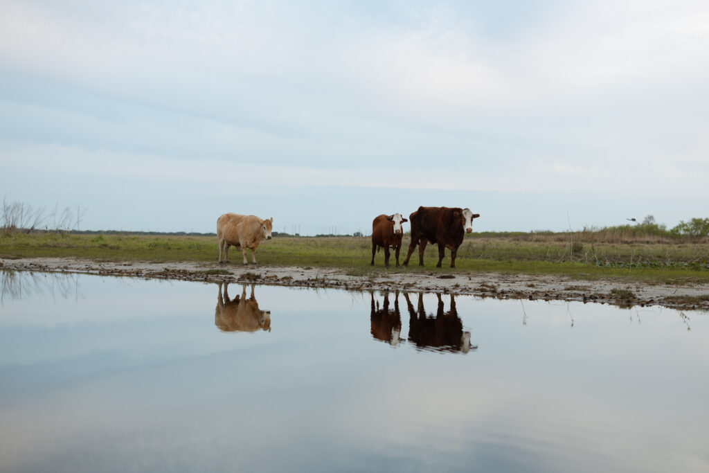 Three cute cows, Old Florida charm